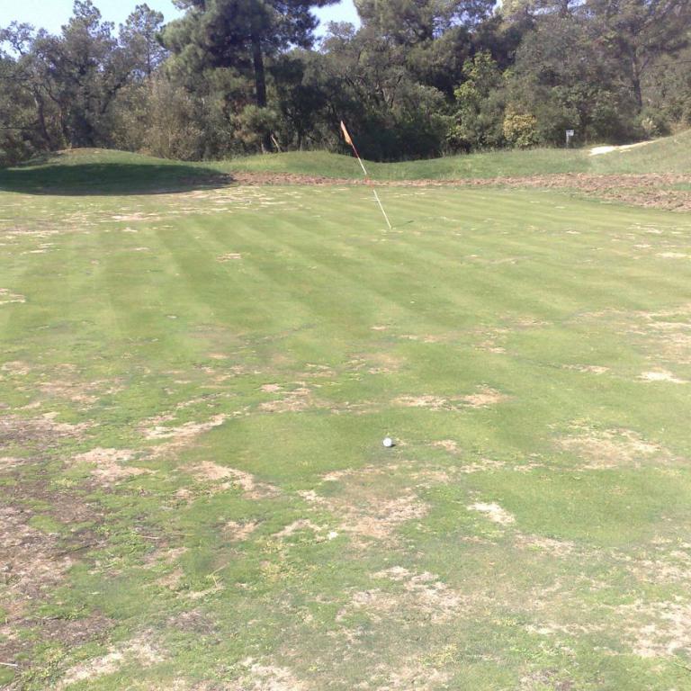 Ein großer, gepflegter Golfgreen mit einem Fahnenstiel und einer natürlichen Waldkulisse im Hintergrund.