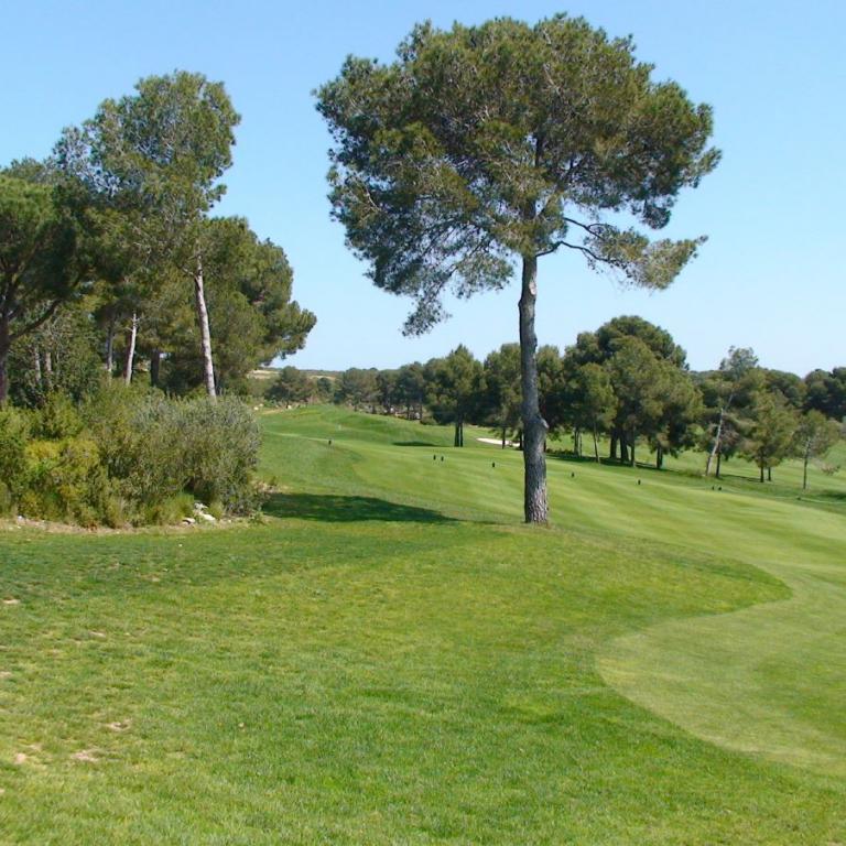 Ein Golfplatz mit einem großen, zentral platzierten Baum und weitläufigem Grün.