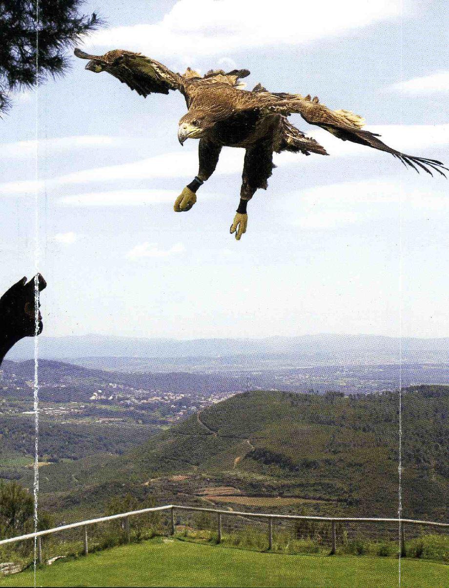 Ein Adler landet