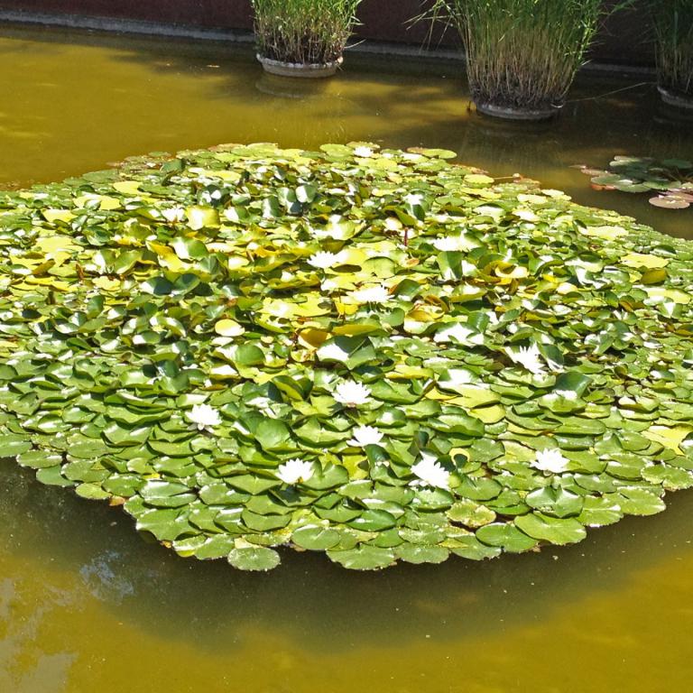 Ein Teich ist von einem dichten Teppich aus leuchtend grünen Seerosenblättern bedeckt, durchsetzt mit kleinen weißen Blüten.