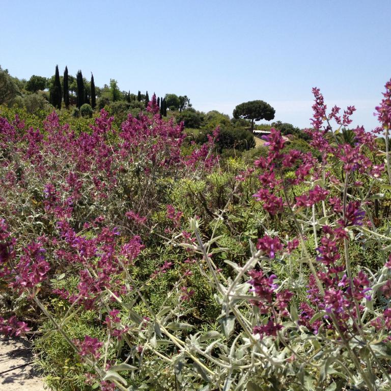 Eine Nahaufnahme von leuchtenden, blühenden Sträuchern in einer mediterranen Landschaft vor blauem Himmel.