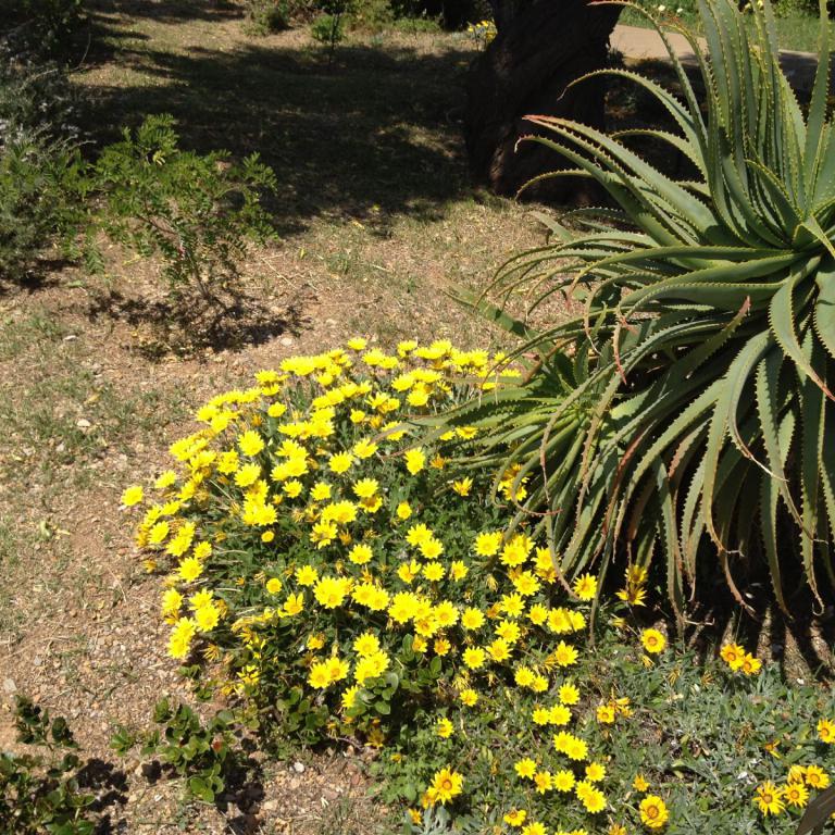 Ein sonniger Garten mit gelben Blumensträußen und einer großen, stacheligen Agavepflanze.