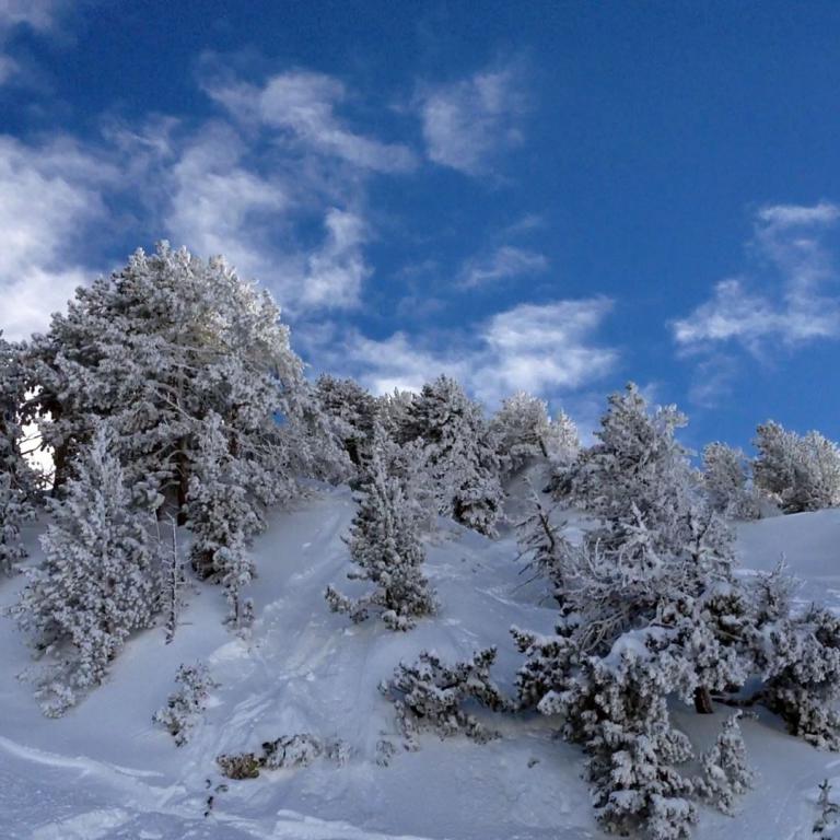 Eine verschneite Berglandschaft mit vielen schneebedeckten Nadelbäumen unter einem blauen Himmel.