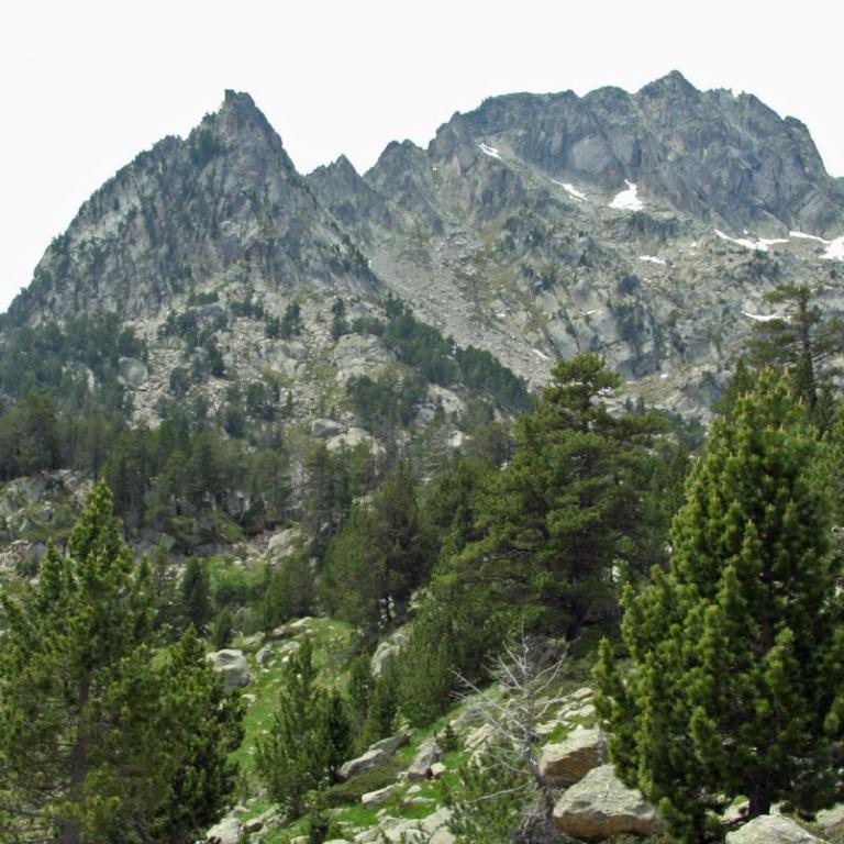 Eine alpine Berglandschaft mit schroffen Felsgipfeln und einem dichten Nadelwald im Vordergrund.