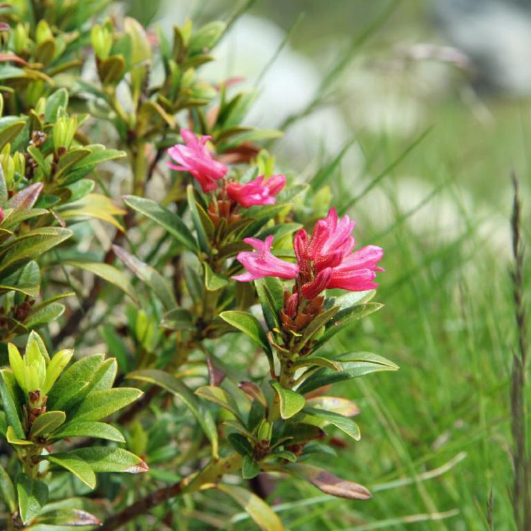 Nahaufnahme von grünem Laubwerk mit kleinen, leuchtend rosa Blüten