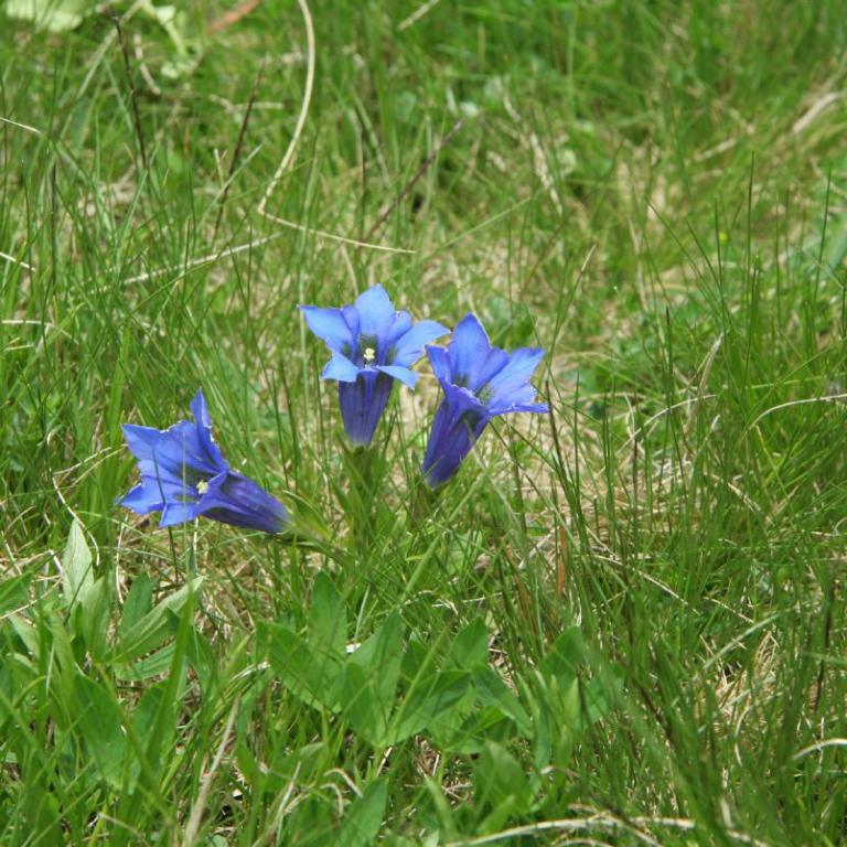 Blau blühende Blumen inmitten von sattem grünem Gras.
