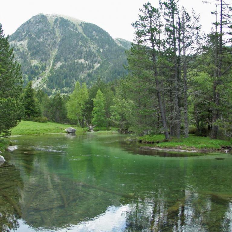 Ein ruhiger See mit grüner Ufervegetation und einem bewaldeten Berg im Hintergrund.
