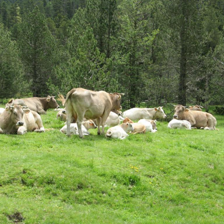 Eine Herde Schafe grasen auf einer grünen Wiese vor einem dichten Wald.