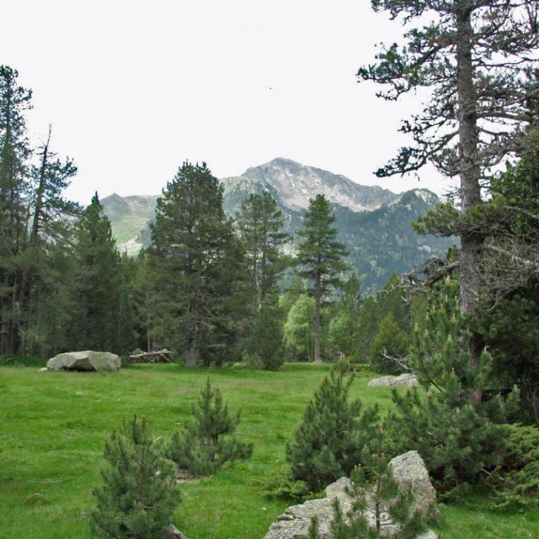 Grüne Waldlichtung mit Bergen im Hintergrund