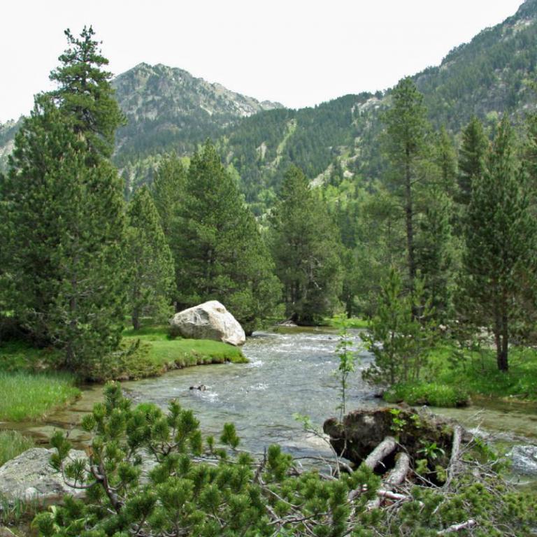 Fließender Gebirgsbach, umgeben von dichtem Nadelwald und bewaldeten Berghängen.