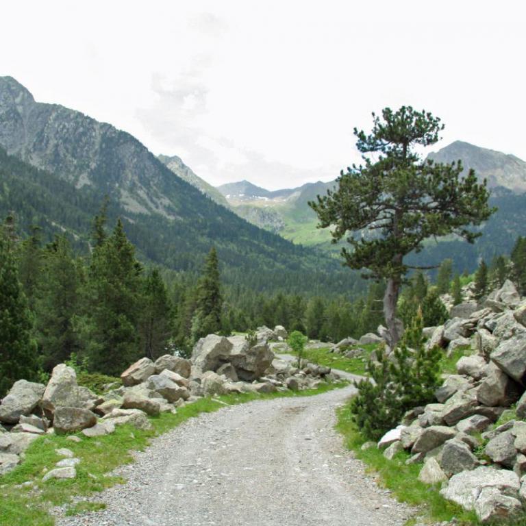 Eine schotterige Bergstraße führt durch eine Landschaft aus Wäldern und Felsen mit Blick auf die Berge.