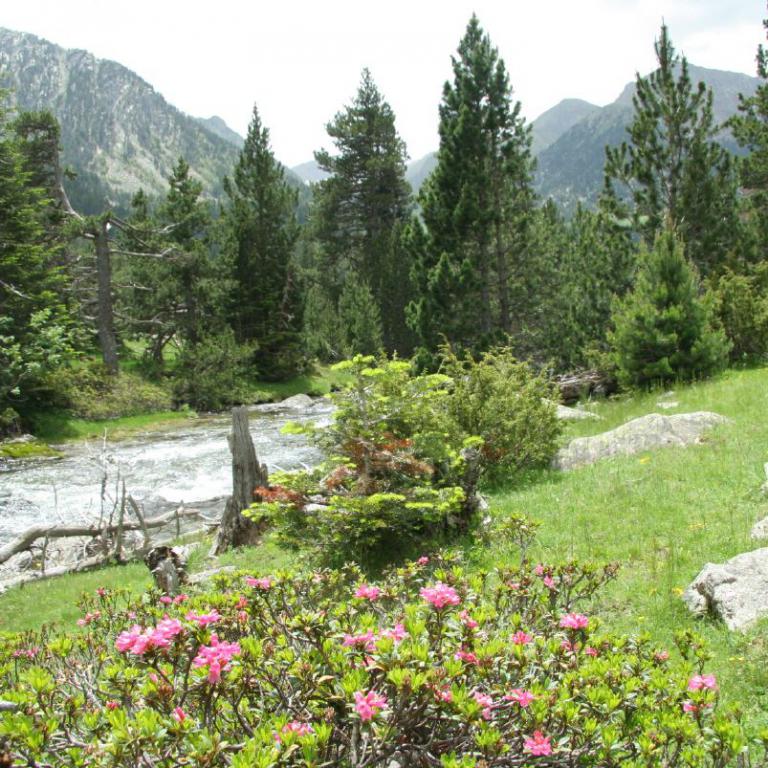Ein Bergfluss fließt durch eine grüne, bewaldete Landschaft mit felsigen Ufern und Wildblumen.