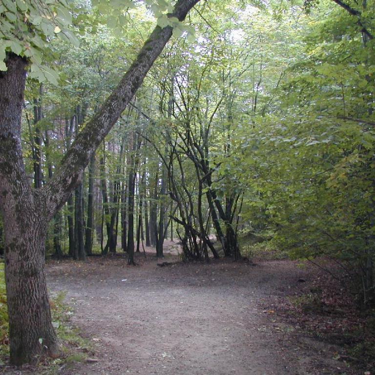 Ein Waldweg, gesäumt von hohen Bäumen und dichtem, grünem Laubwald.